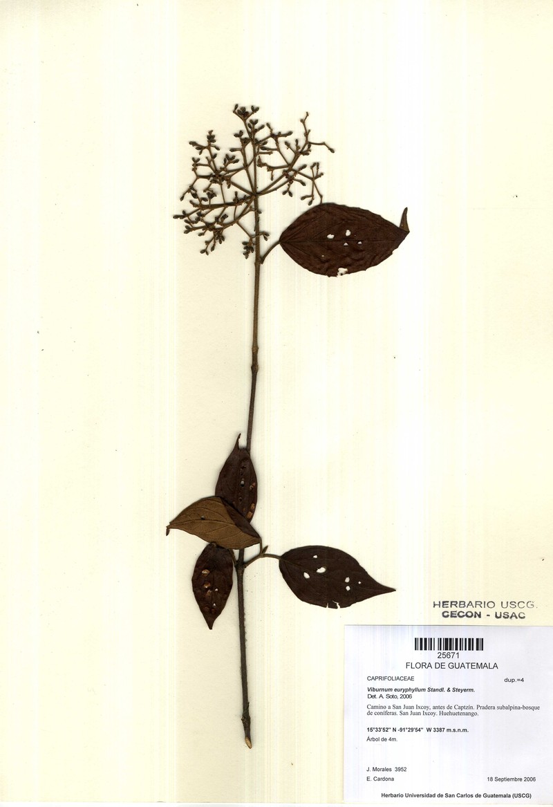 Viburnum euryphyllum