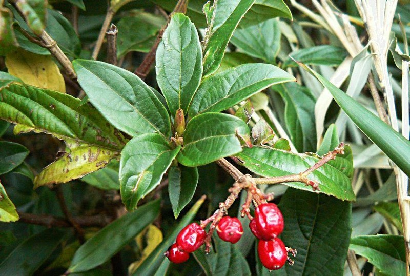 Viburnum fansipanense