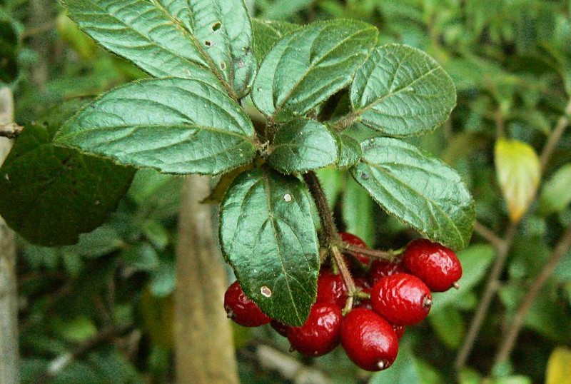 Viburnum fansipanense photo 2