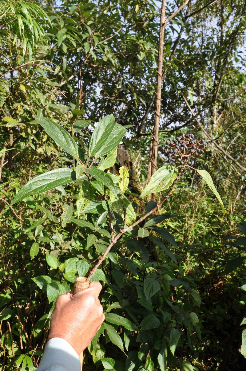 Viburnum fansipanense photo 4
