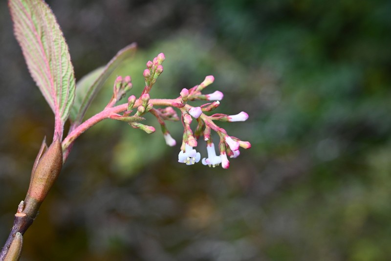 Culver's Root photo 7