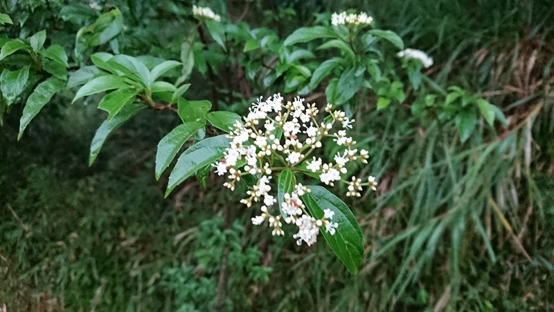 Viburnum foetidum