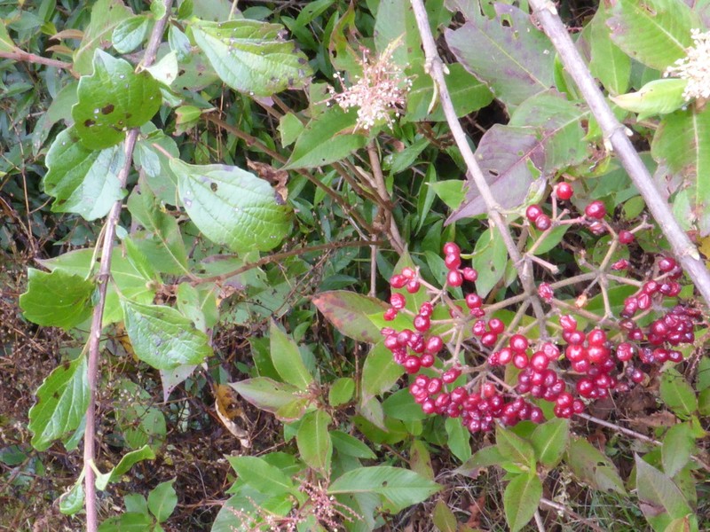 Viburnum foetidum photo 3