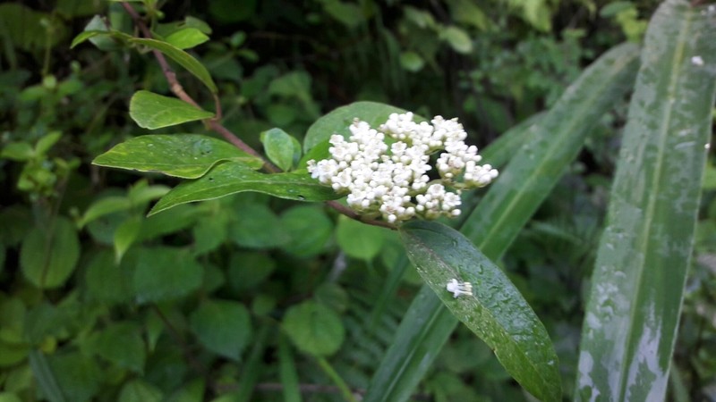 Viburnum foetidum photo 4