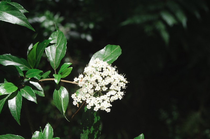 Viburnum foetidum photo 5
