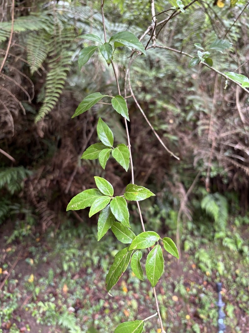 Viburnum foetidum photo 6