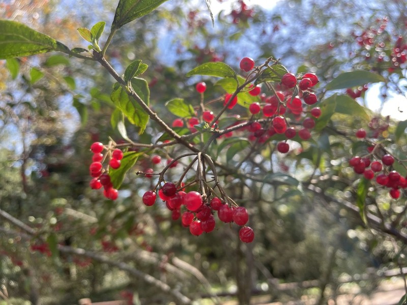 Viburnum foetidum photo 8