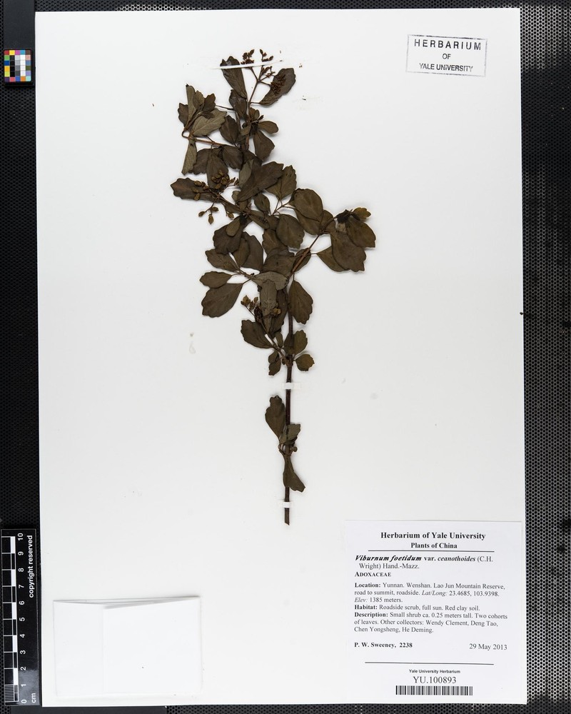 Viburnum foetidum var. ceanothoides