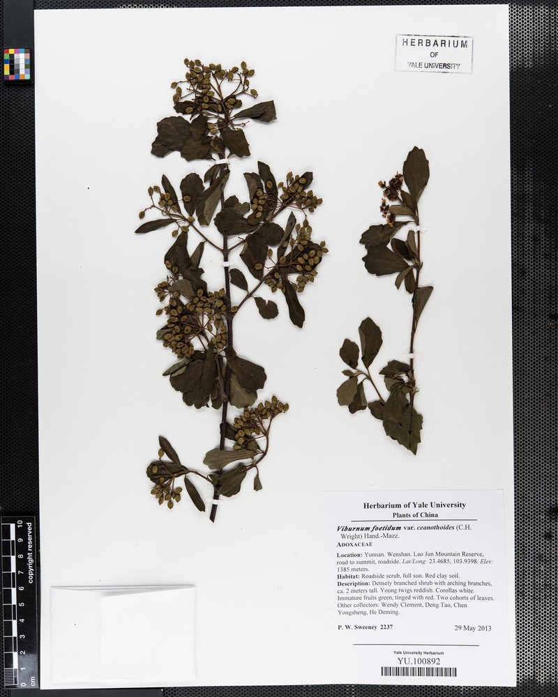 Viburnum foetidum var. ceanothoides photo 2