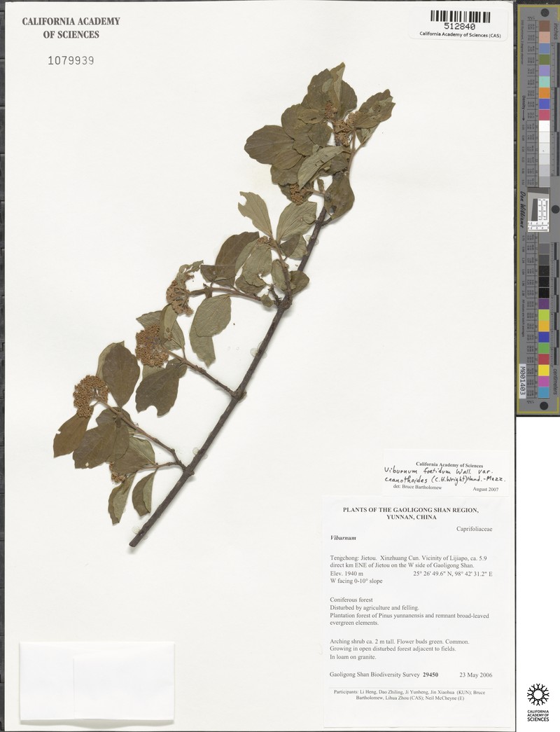 Viburnum foetidum var. ceanothoides photo 3