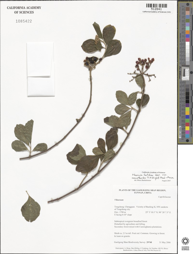 Viburnum foetidum var. ceanothoides photo 4