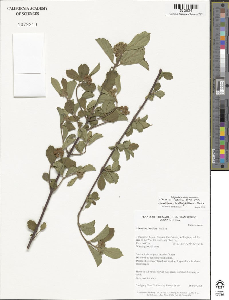 Viburnum foetidum var. ceanothoides photo 5