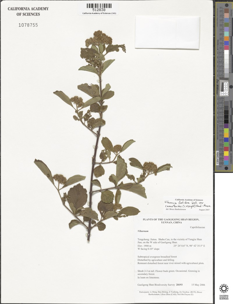 Viburnum foetidum var. ceanothoides photo 6