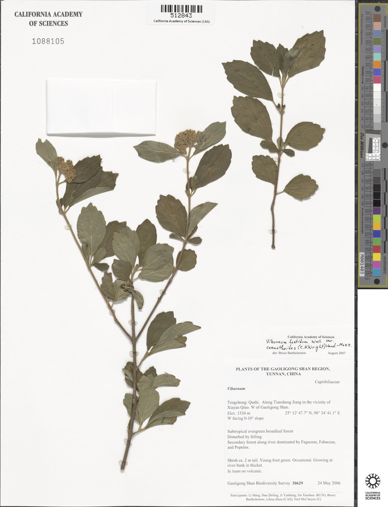 Viburnum foetidum var. ceanothoides photo 7