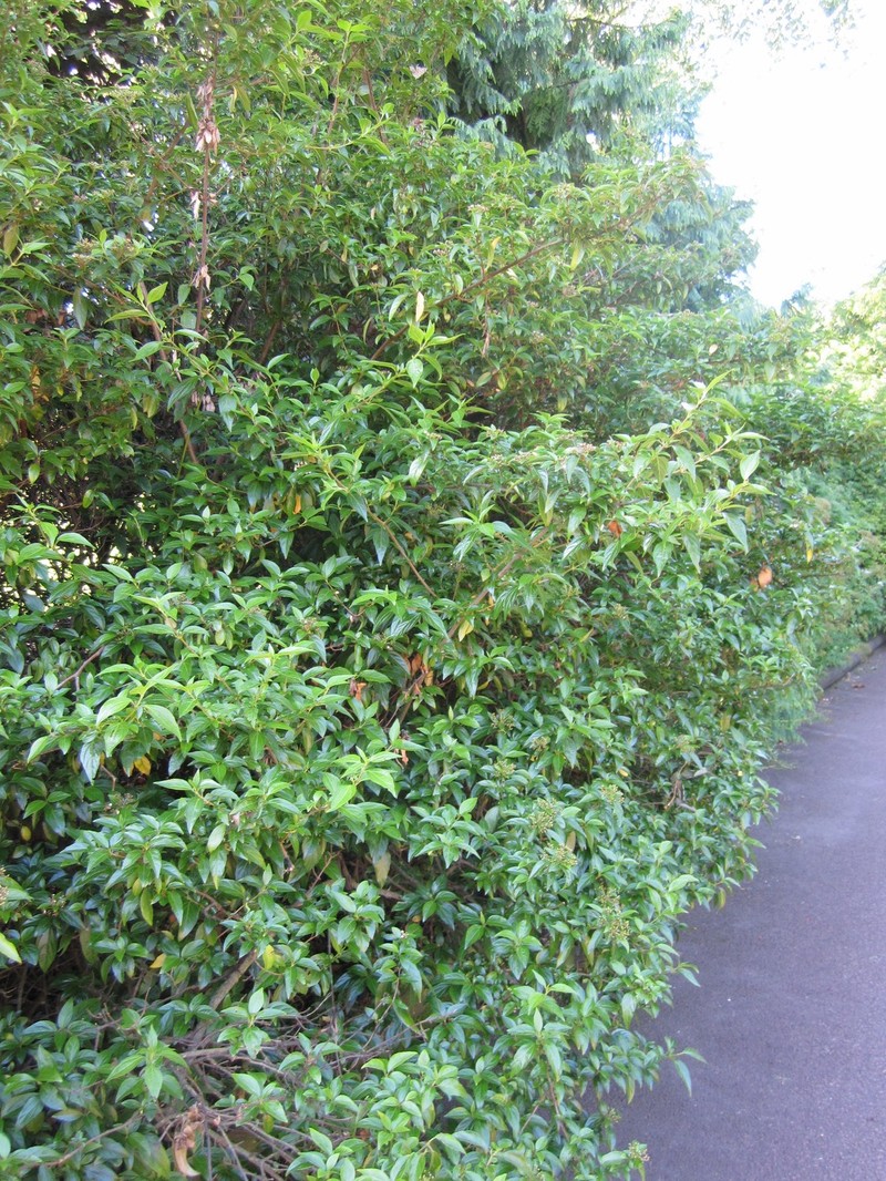 Viburnum foetidum var. foetidum