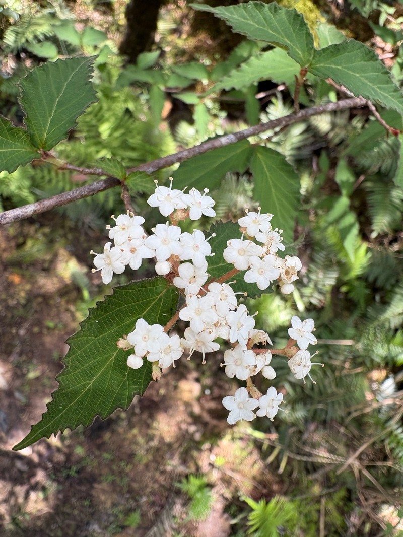 Viburnum foetidum var. rectangulatum