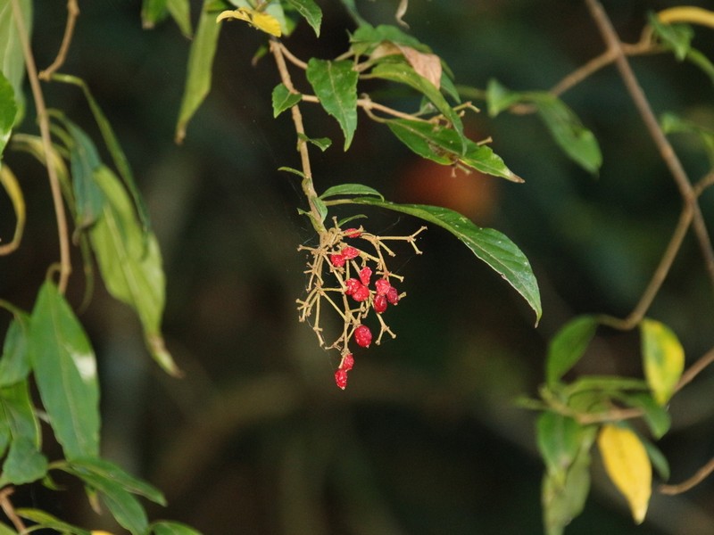 Viburnum foetidum var. rectangulatum photo 2