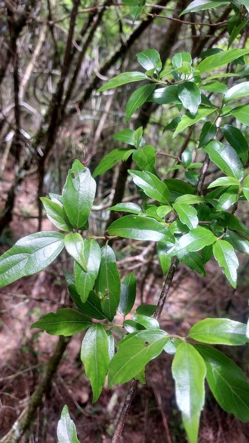 Viburnum foetidum var. rectangulatum photo 3
