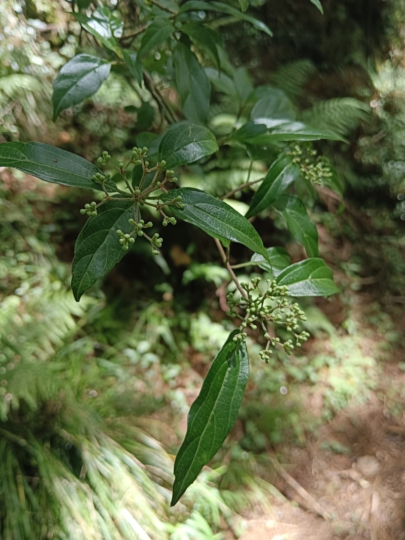 Viburnum foetidum var. rectangulatum photo 4