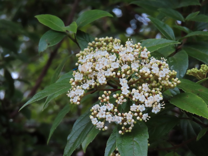 Viburnum foetidum var. rectangulatum photo 7