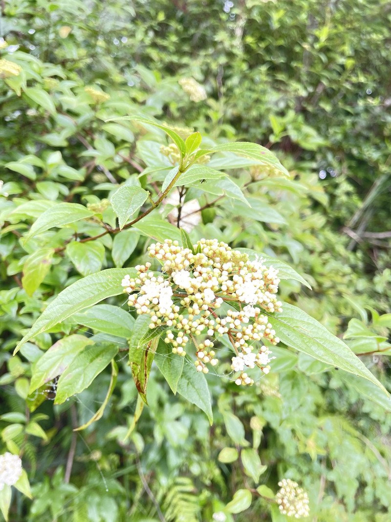 Viburnum foetidum var. rectangulatum photo 8