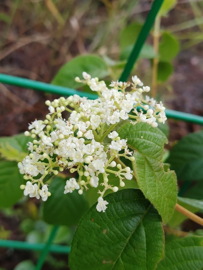 Viburnum fordiae