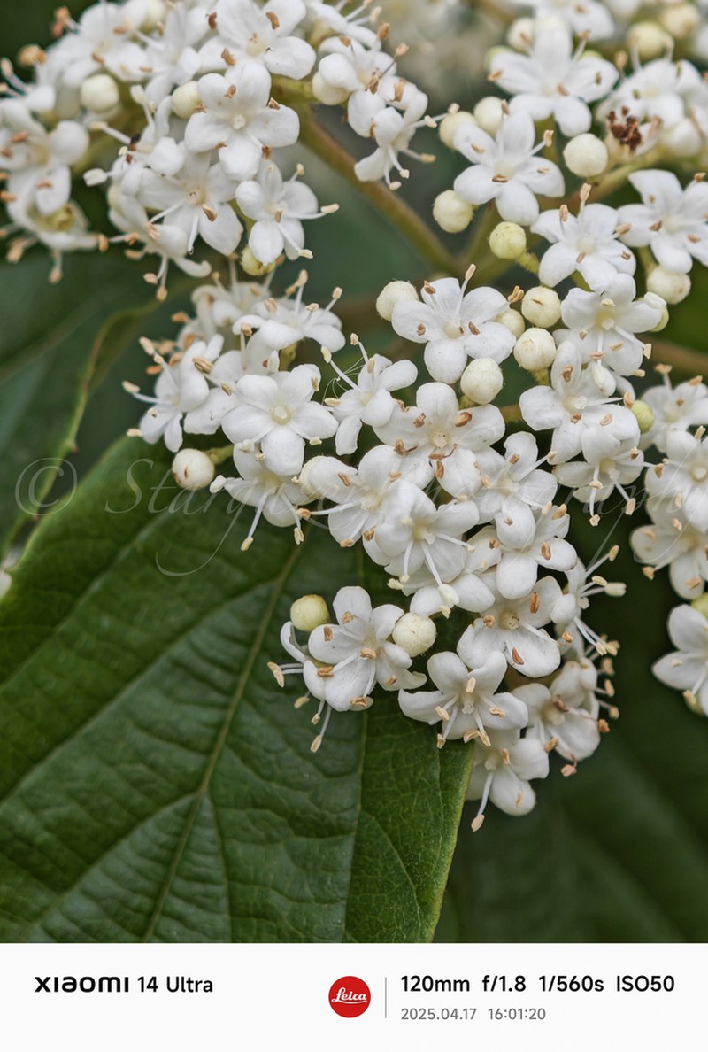 Viburnum fordiae photo 2