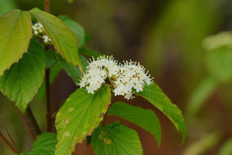 Viburnum fordiae photo 3