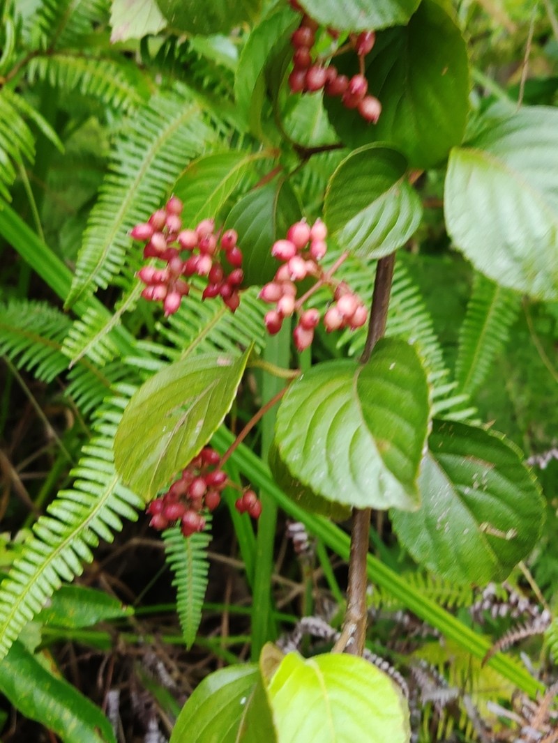 Viburnum fordiae photo 4