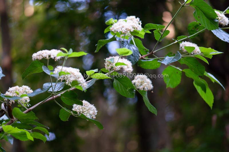 Viburnum fordiae photo 5