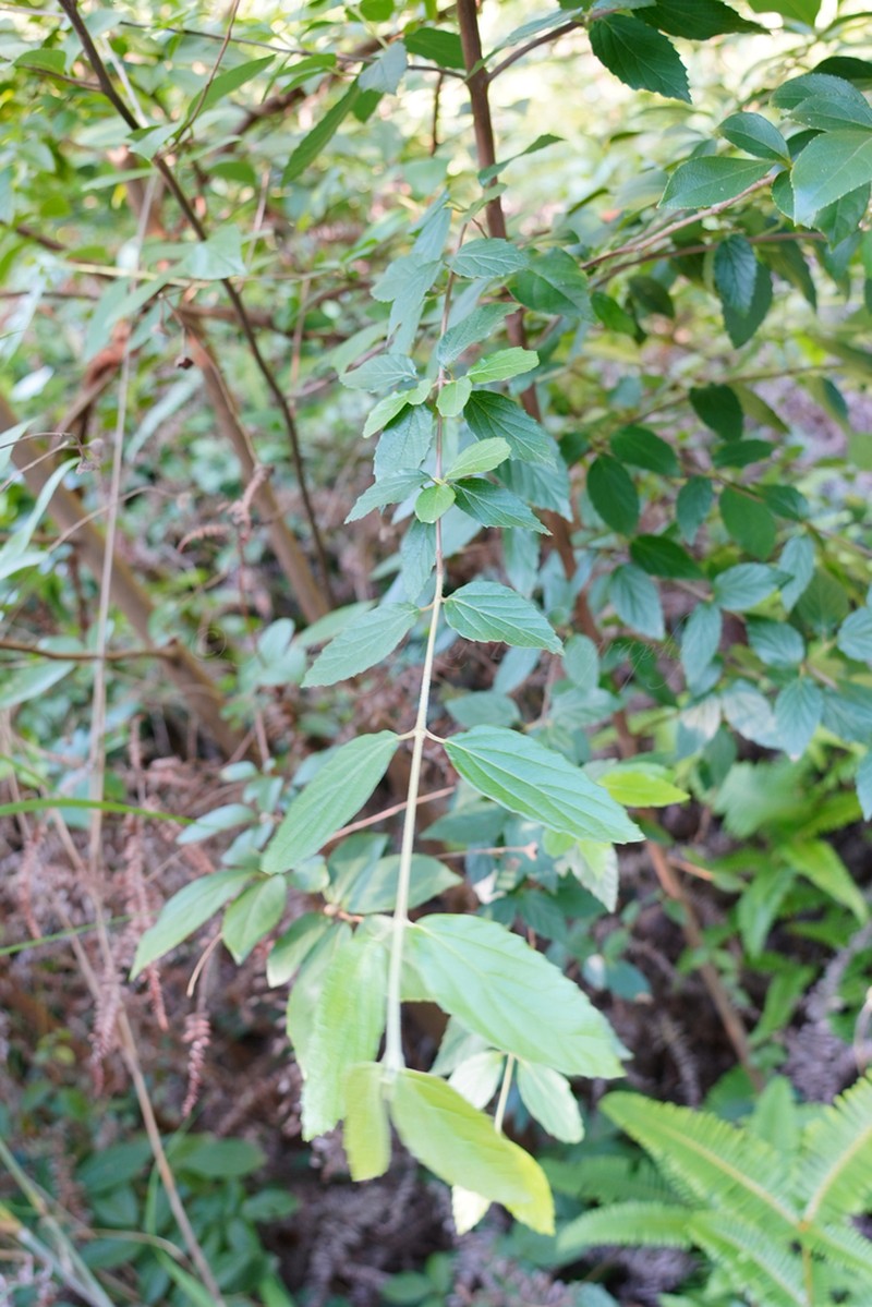 Viburnum fordiae photo 6