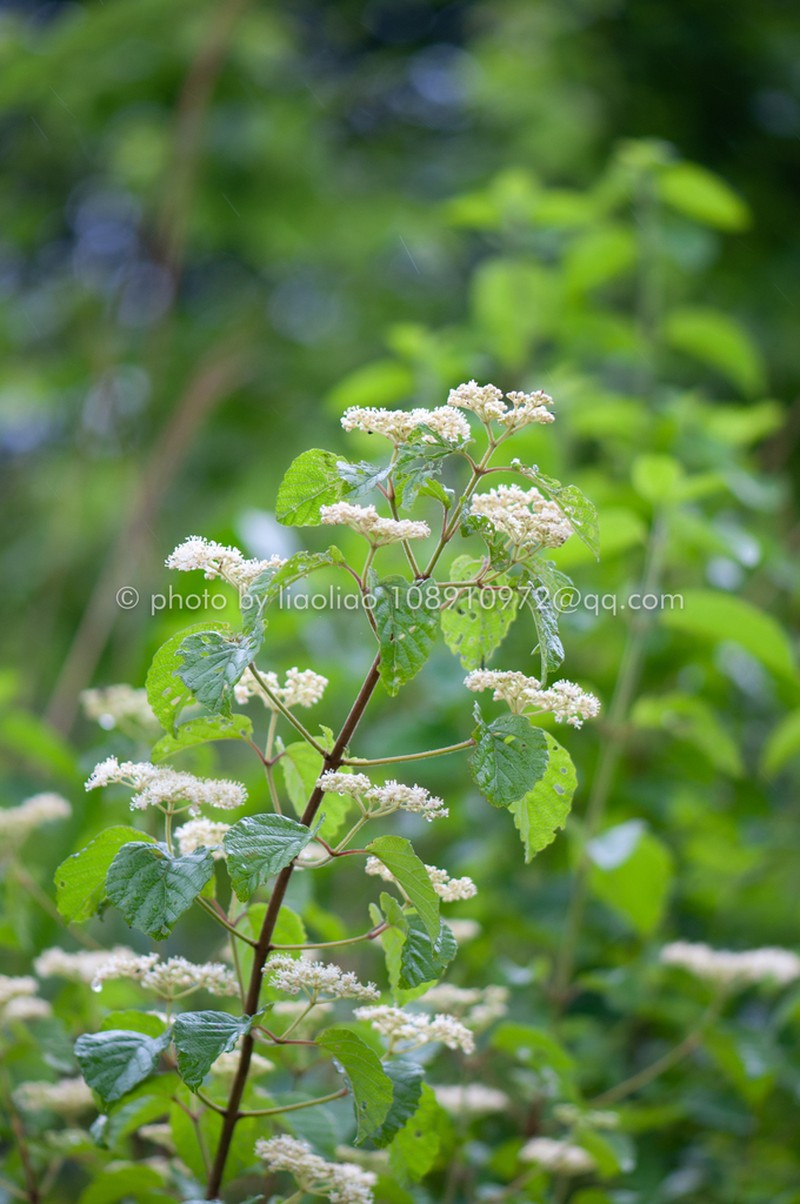 Viburnum fordiae photo 7