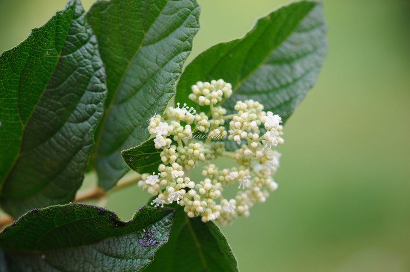 Viburnum fordiae photo 8