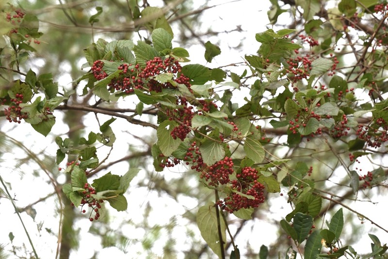 Viburnum formosanum