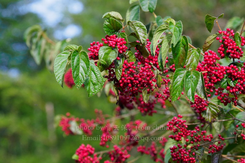Viburnum formosanum photo 2