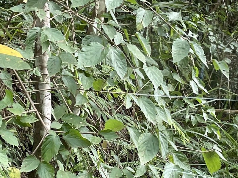 Viburnum formosanum photo 3