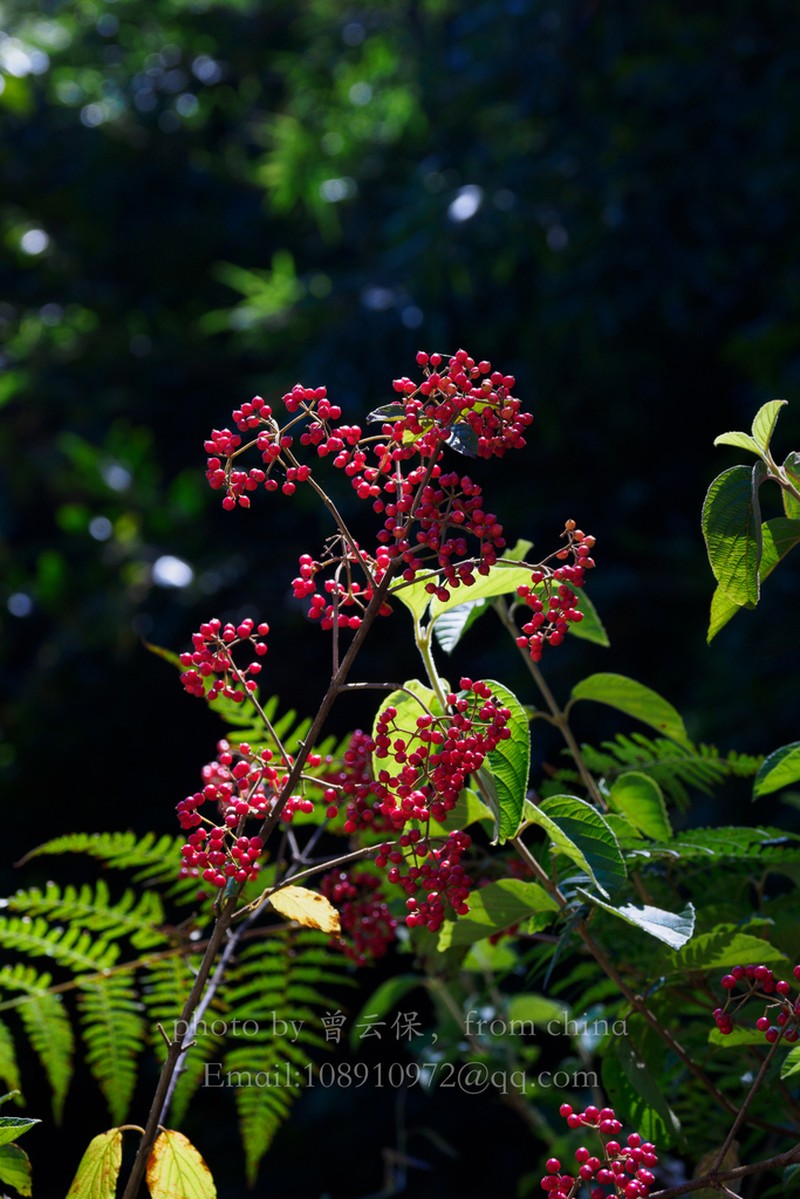 Viburnum formosanum photo 4