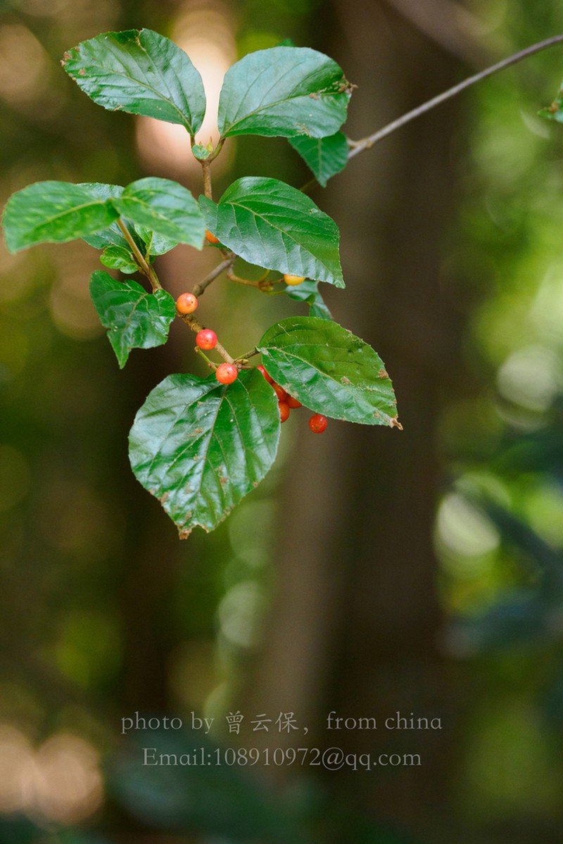 Viburnum formosanum photo 5