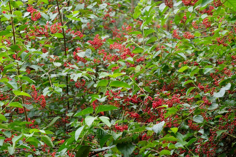 Viburnum formosanum photo 6