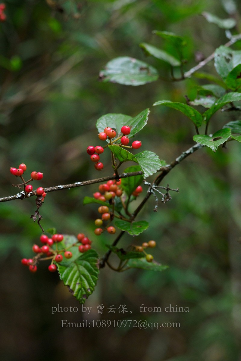 Viburnum formosanum photo 7