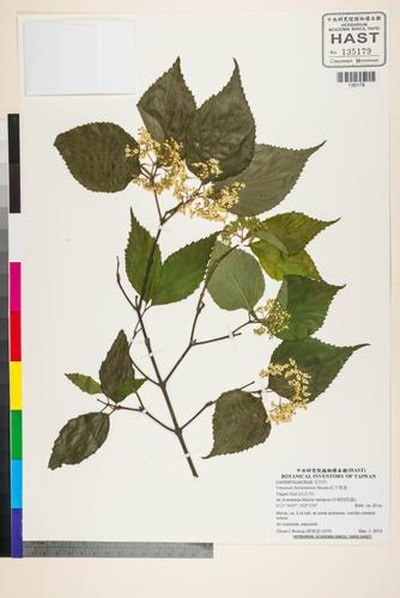 Viburnum formosanum photo 8