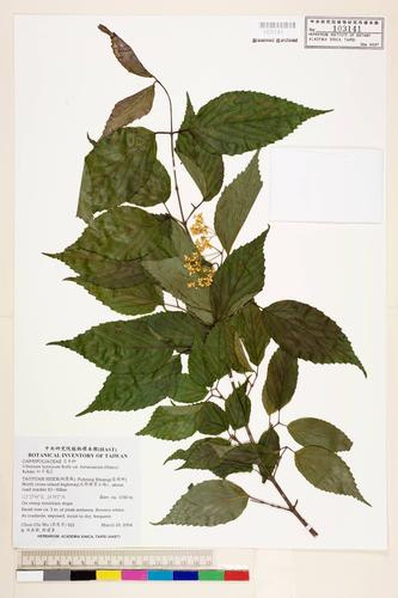 Viburnum formosanum subsp. formosanum