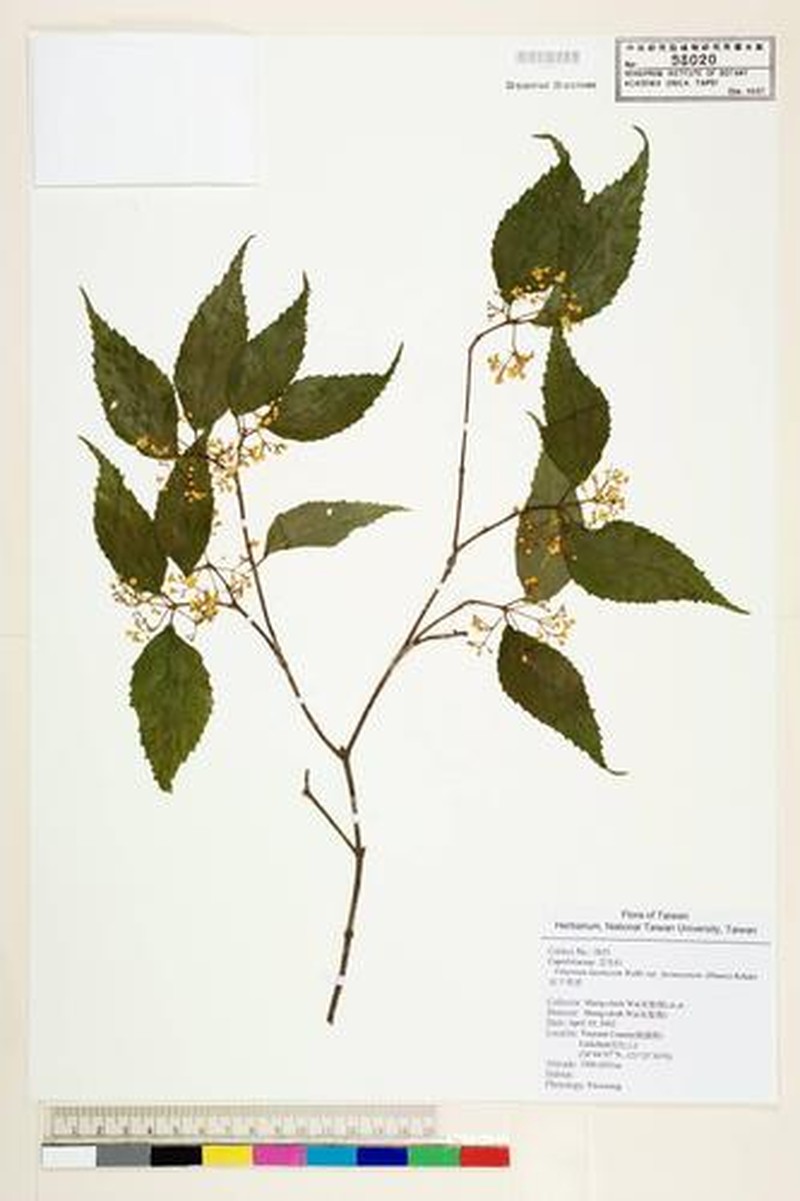 Viburnum formosanum subsp. formosanum photo 2