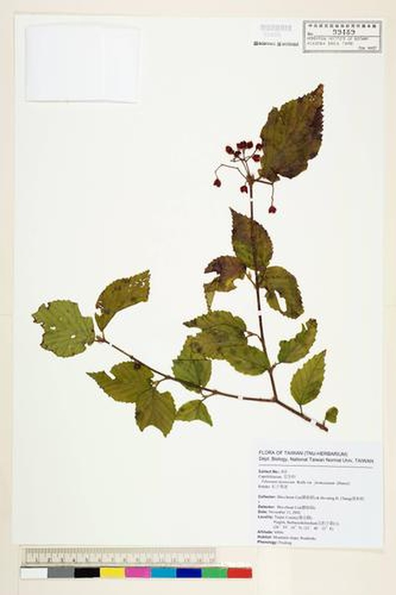 Viburnum formosanum subsp. formosanum photo 3