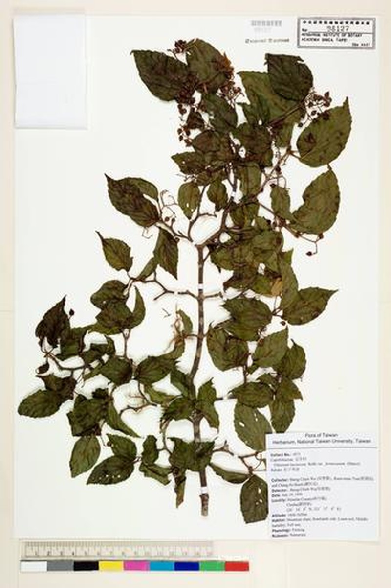 Viburnum formosanum subsp. formosanum photo 4