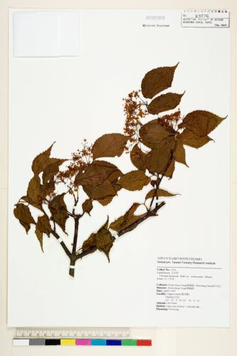 Viburnum formosanum subsp. formosanum photo 5
