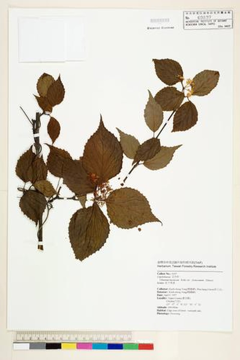 Viburnum formosanum subsp. formosanum photo 6