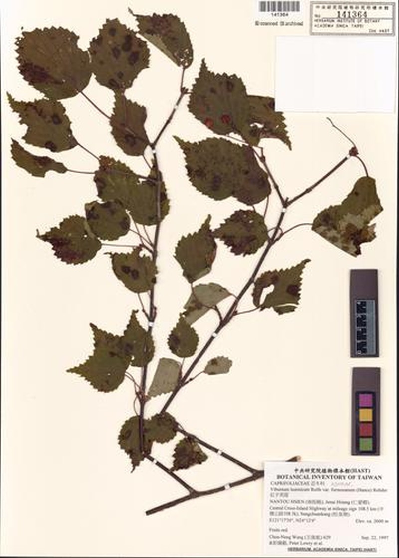 Viburnum formosanum subsp. formosanum photo 7