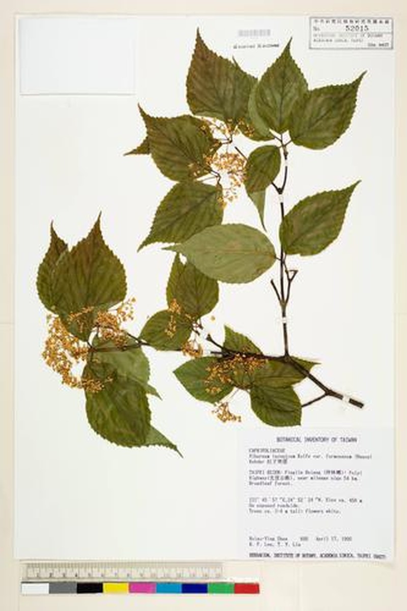 Viburnum formosanum subsp. formosanum photo 8