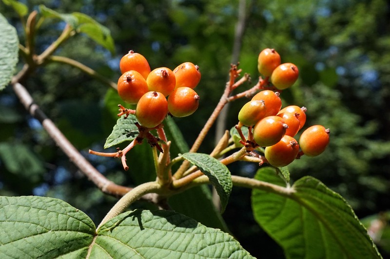 Viburnum furcatum photo 2
